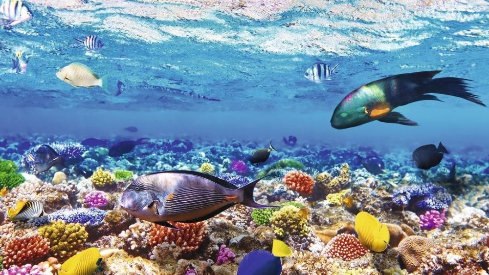 Passeio Ras Mohammed – Passeios Sharm el Sheikh -Passeios Incriveis no Mar vermelho no Egito – um dos melhores lugares do mundo para mergulhar por apenas 799 R$ saindo do seu Hotel em Sharm el Sheikh