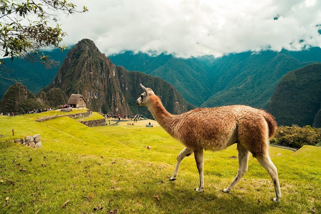Cusco-e-Machu-Picchu-lhama