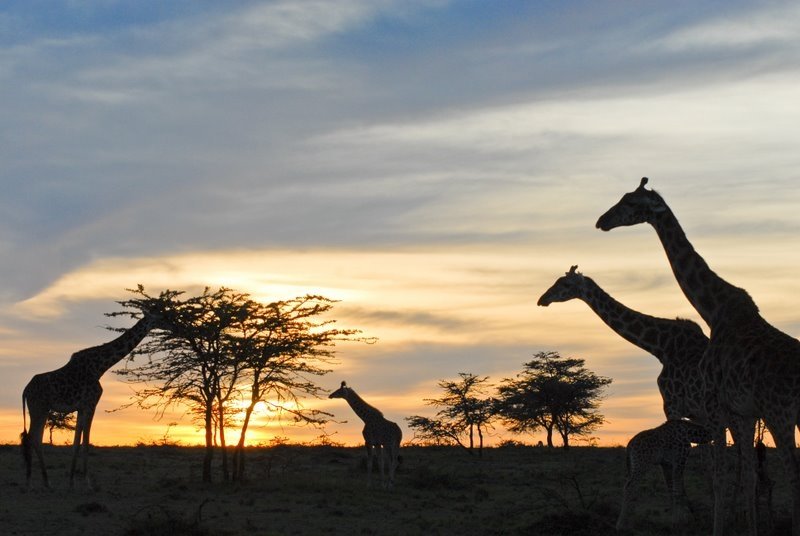 Através do Maasai Mara e além-1-32