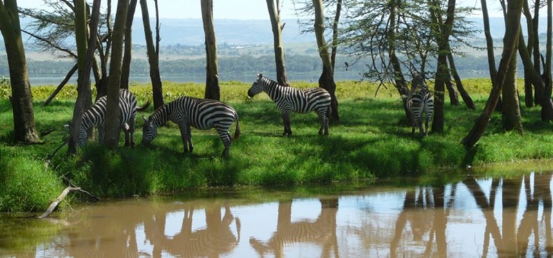Através do Maasai Mara e além-1