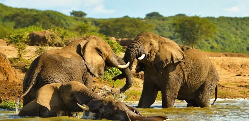 Maravilhas do Quênia Uganda Safari-2