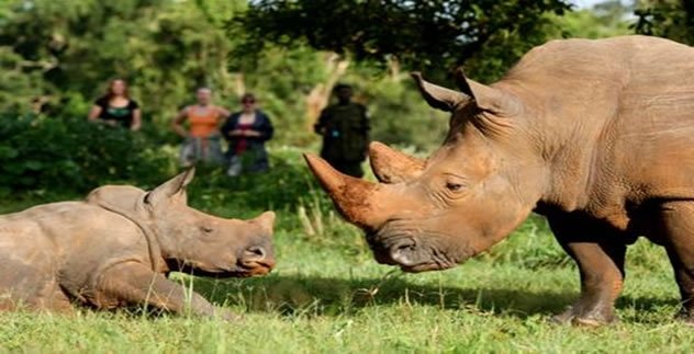 Maravilhas do Quênia Uganda Safari-9