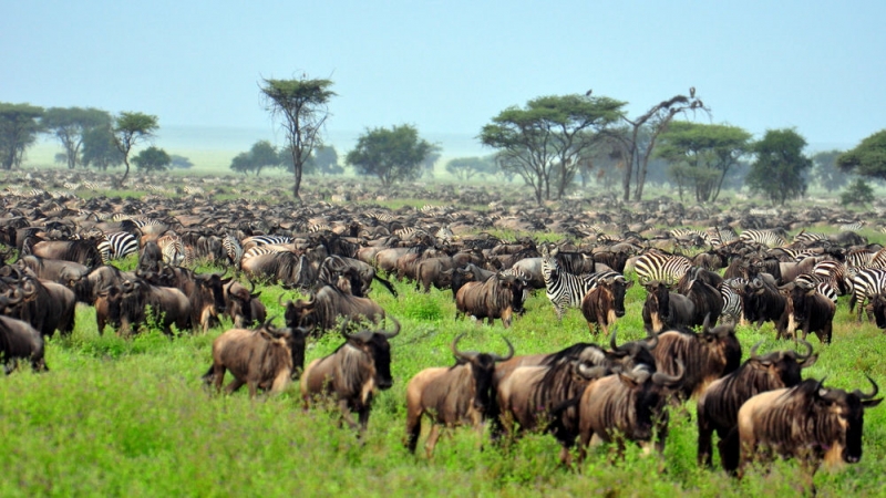 Pacote Safari na Tanzânia (na cratera de Ngorongoro e além)-8