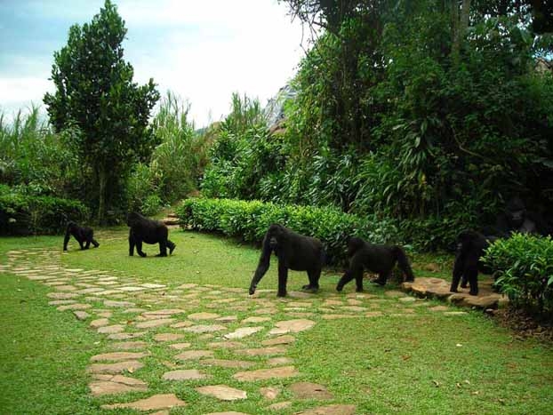 Tour do gorila de Uganda-1