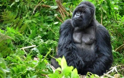 Tour do gorila de Uganda