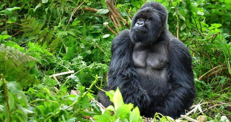 Tour do gorila de Uganda-11